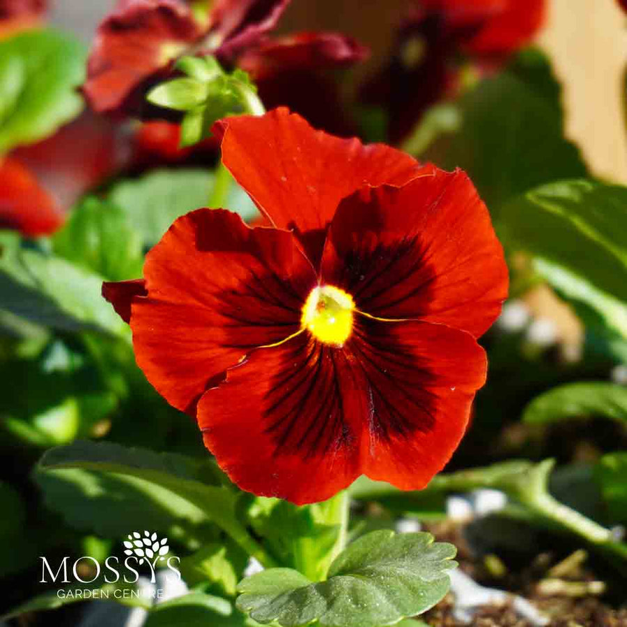 Red Blotch Pansy 6 Pack | Deep Red Winter Flowers