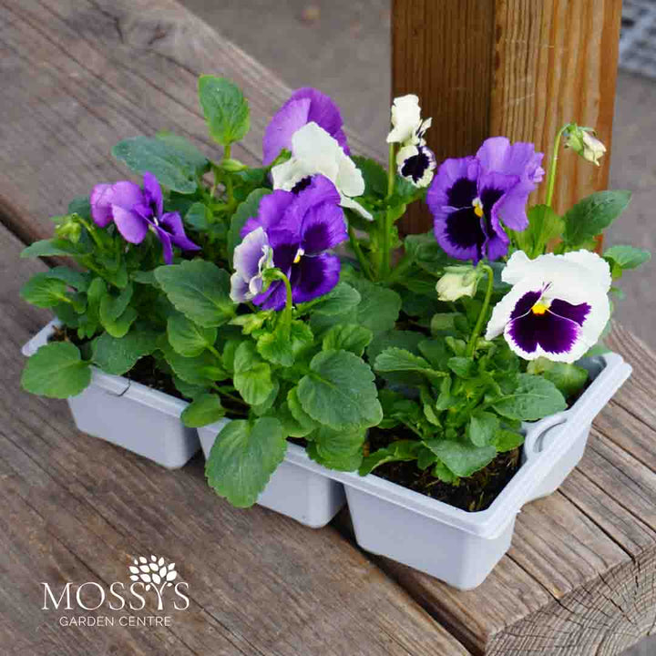 pansy rhythm and blues 6 pack flowers