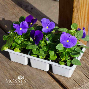 True Blue Pansy 6 Pack | Bright Blue Winter Flowers
