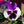 Load image into Gallery viewer, Violet Face Pansy 6 Pack | Purple &amp; White Face
