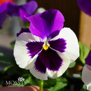 Violet Face Pansy 6 Pack | Purple & White Face