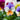 Peach Duet Viola | Orange with Purple Wing (6 Pack)