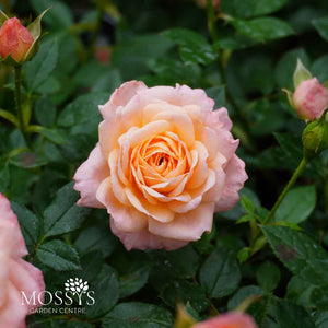'Peachy' Patio Rose (25cm)