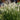 Dwarf Fountain Grass - Pennisetum Alopecuroides 'Hameln' (70cm)