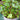 Mentha Piperita 'Peppermint' (1L)