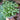 Peppermint plant 1l pot