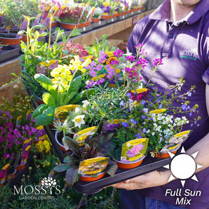 5x Full Sun Loving Perennials Mix (10.5cm Pot)