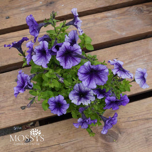 Upright Bedding Petunia | 6 Pack