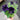 Petunia 'Night Sky Black' (15cm)