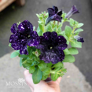 Petunia 'Night Sky Black' (15cm)
