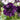 Petunia 'Night Sky Black' (15cm)