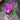 Petunia 'Night Sky Pink' (15cm)
