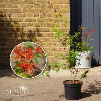 japanese maple pheonix acer 3l
