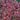 photinia carre rouge 5l pot 60cm tips
