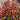 photinia carre rouge 5l pot 60cm tips
