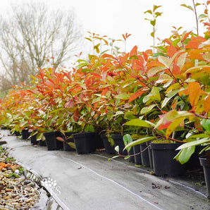 Photinia 'Red Robin' 3L Pot (1-2ft)