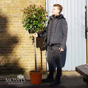 Standard Photinia 'Red Robin' (180cm Inc Pot)