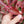 Load image into Gallery viewer, Photinia &#39;Pink Marble&#39; Standard Tree (130cm)
