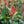 Load image into Gallery viewer, Photinia &#39;Carre Rouge&#39; (80cm)
