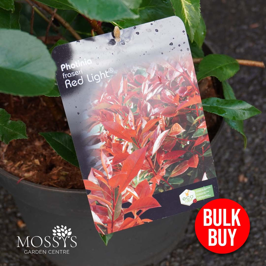 Photinia 'Red Light' (130cm) CONTACT US FOR AVAILABILITY (07535 413 113)