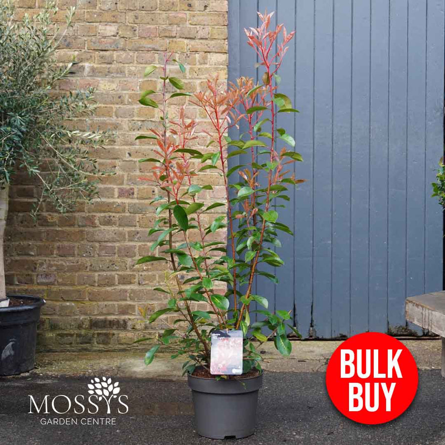 Photinia 'Red Light' (130cm) CONTACT US FOR AVAILABILITY (07535 413 113)