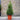 Picea Glauca 'Conica'(80cm)