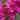 Pink Bougainvillea (50cm)