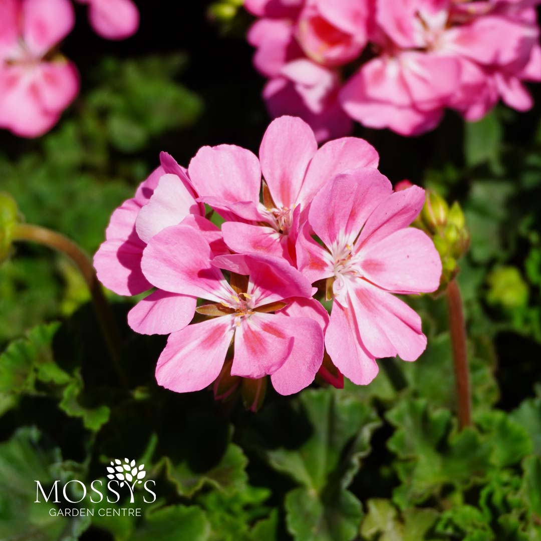 Gift Geranium Premium Jumbo Geraniums 6 Pack (JUMBO PACK) – Mossys Garden Centre