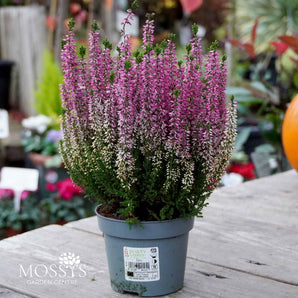 Pink Heather 'Calluna Vulgaris' (15cm)