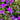 Upright Lobelia | 10 Pack rose/pink