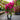 Pink Bougainvillea (50cm)