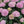 Load image into Gallery viewer, Pink Hydrangea (40cm)
