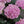 Load image into Gallery viewer, Pink Hydrangea (40cm)
