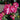 Rhododendrons (50cm) BANK HOLIDAY SPECIAL - BUY 2 FOR £20