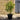 Prunus Lusitanica 'Portuguese Laurel' 3L Pot (1-2ft)