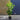 Prunus Lusitanica 'Portuguese Laurel' 3L Pot (95cm Inc Pot)