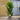 10L (3-4ft) | Prunus Lusitanica Angustifolia 'Portuguese Laurel'