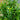 10L (3-4ft) | Prunus Lusitanica Angustifolia 'Portuguese Laurel' foliage