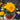 Primrose flower hand held
