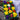 Primrose (10cm)