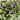 Twin Plant Variegated & Purple Hebes