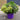 Hebe Quattro Pots | Instant Planter 4 Plant Pot (30cm)