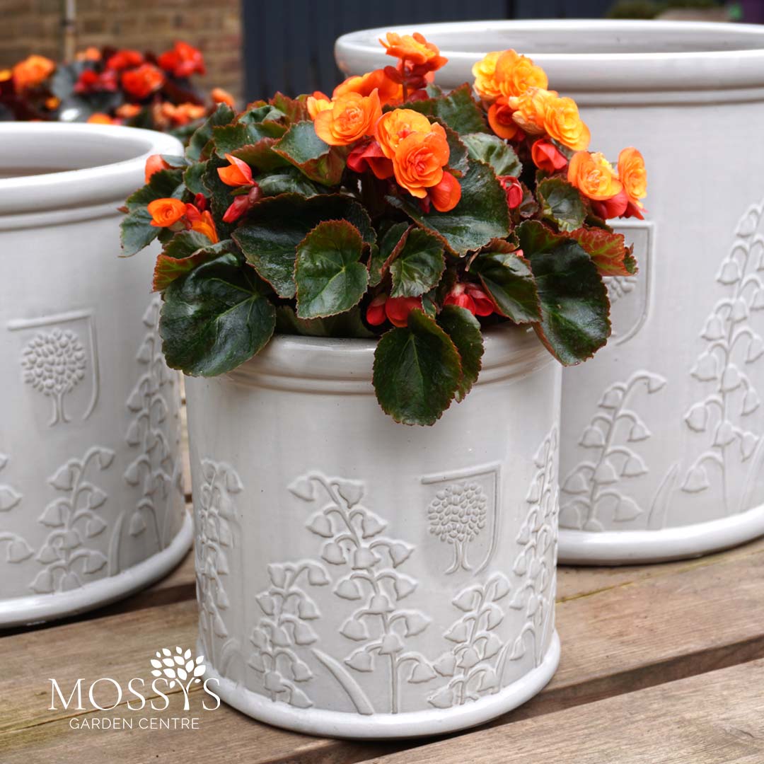 pennington ceramic vintage floral pot planter 8 inch RHS Flora White Glazed Floral Design Planters – Mossys Garden Centre