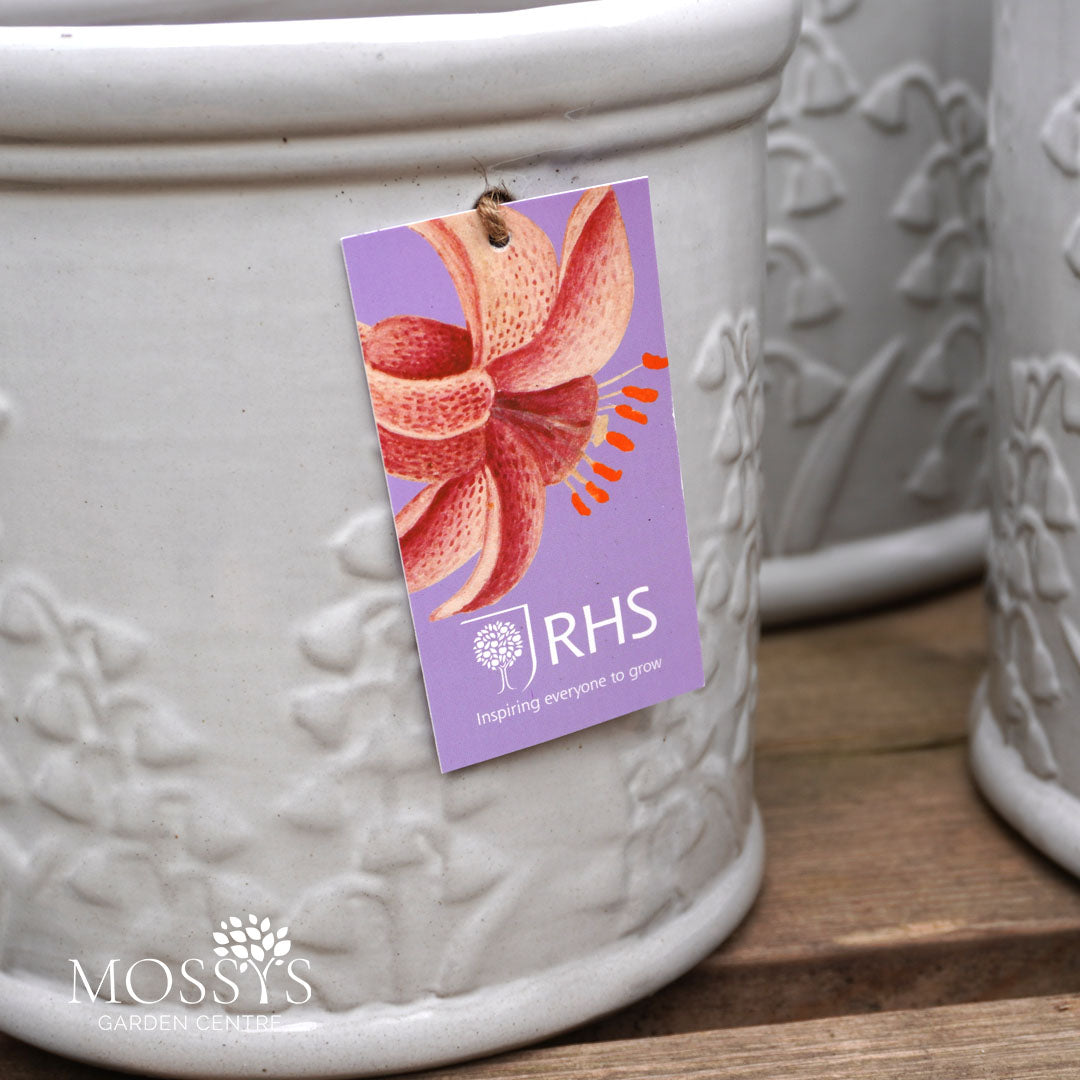 rhs plant pots RHS Flora White Glazed Floral Design Planters – Mossys Garden Centre