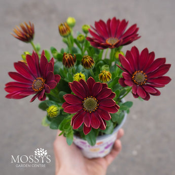 red osteospermum 10.5cm pot