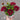 red osteospermum 10.5cm pot