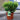 Green Skimmia Japonica 'Finchy' 3L (30cm)