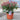 Red Skimmia Japonica 'Rubella' 3L (30cm)