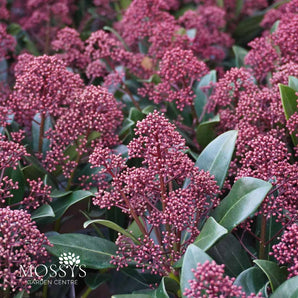 Red Skimmia Japonica 'Rubella'