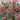 Red Skimmia Japonica 'Rubella' 3L (30cm)